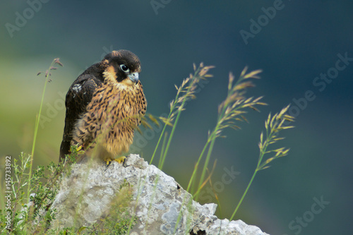 Billede på lærred falco pellegrino (Falco peregrinus) giovane ritratto