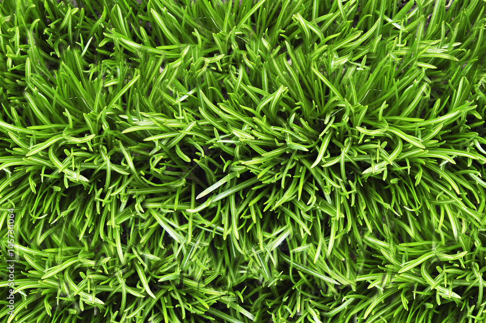 Green grass background Green grass background