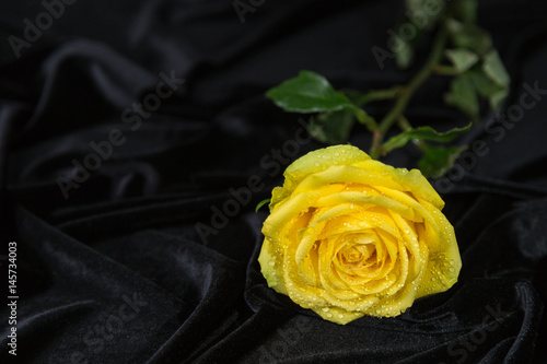 Yellow rose on a rumpled black velve