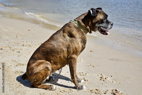 Dog on the beach photo