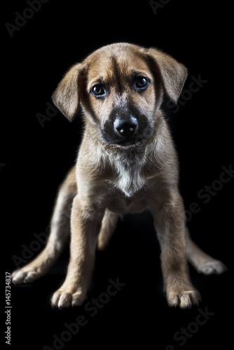 Konstfotografi little cute mestizo puppy
