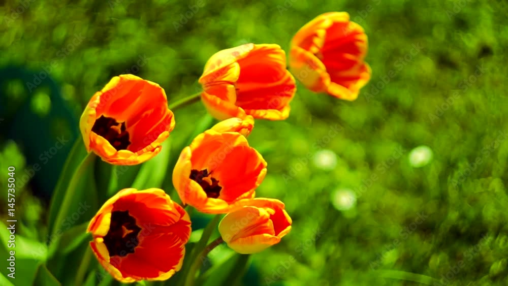 Delicate soft tulips bloom in spring day Delicate soft tulips bloom in spring day