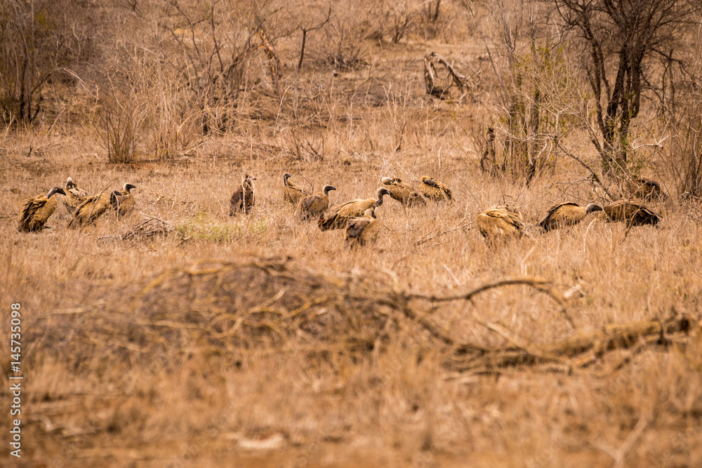 Vultures with Prey in Savannah, Kruger Park, South Africa, Africa Vultures with Prey in Savannah, Kruger Park, South Africa, Africa