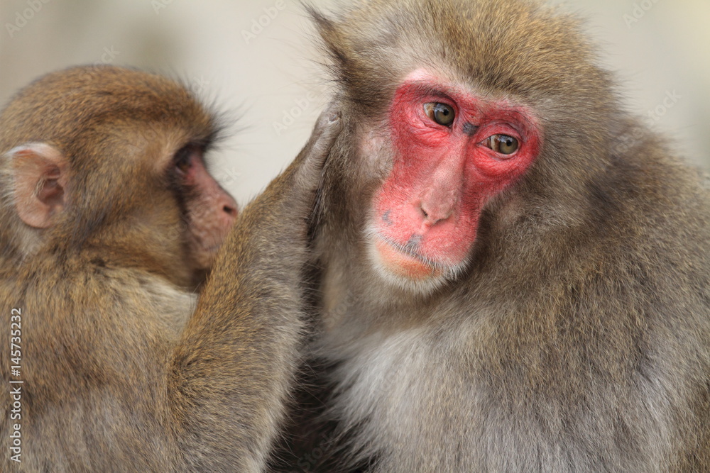 grooming wild Japanese monkeys in Beppu, Oita, Japan grooming wild Japanese monkeys in Beppu, Oita, Japan