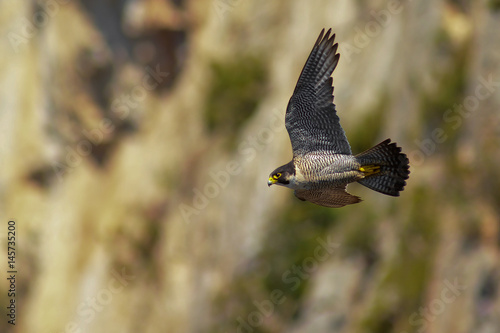 Falco pellegrino (Falco peregrinus) in volo - ritratto photo