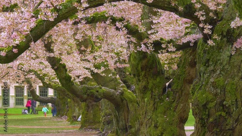 Beautiful pink trees. Cherry blossom, University of Washington, WA, USA. 4K, 3840*2160, high bit rate, UHD