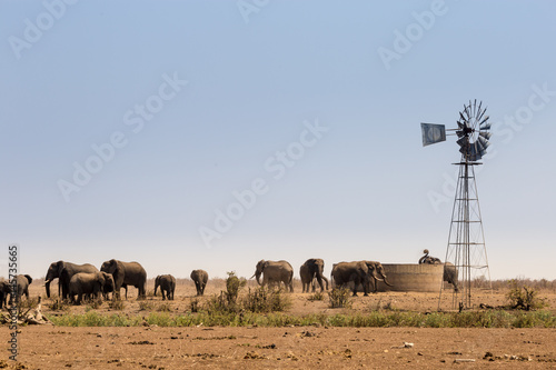Herd of African Elephants at man-made Water Hole, Kruger Park, South Africa, Africa