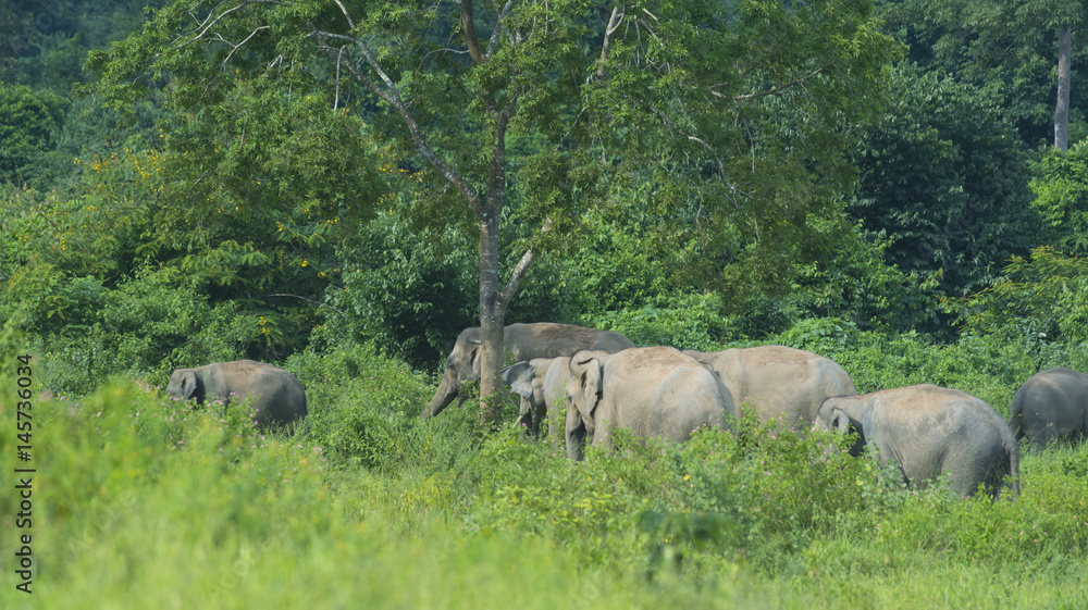 Fototapeta premium wild Asian elephants in the forest