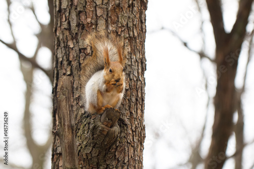 In the spring a squirrel on a tree in the park gnaws a nutlet © Olvita