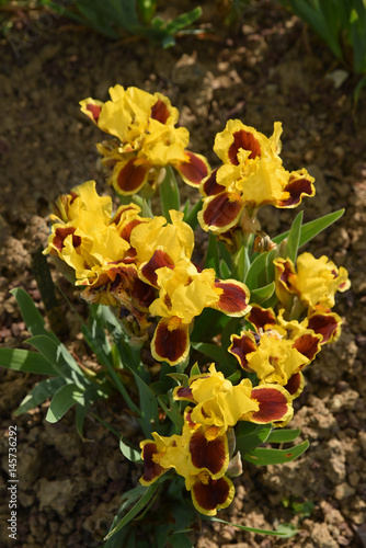 Fototapeta Naklejka Na Ścianę i Meble -  Iris germanica Fire One rouge et jaune au printemps au jardin