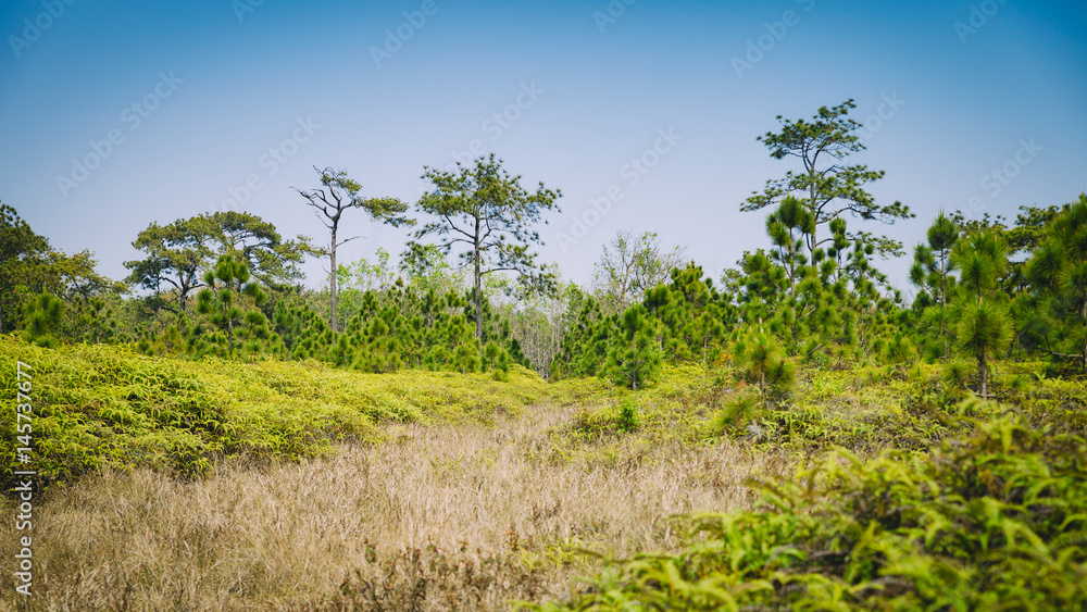 Obraz premium Beautiful pine forest and meadow in Phu Kradung, Thailand.