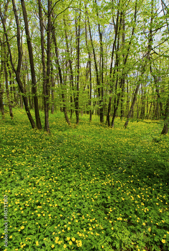 Beautiful spring forest landscape