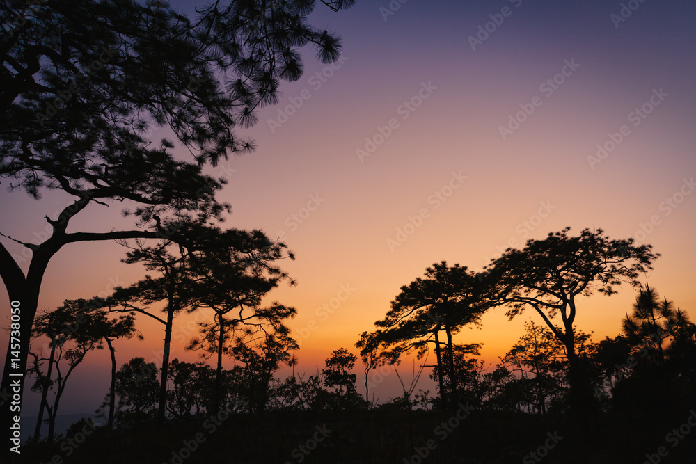 The twilight scene with Pine forest in Phu Kradueng National Park, Thailand.