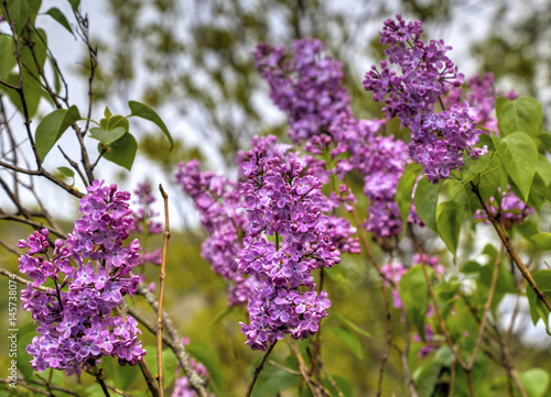 Beautiful Lilac flowers closeup