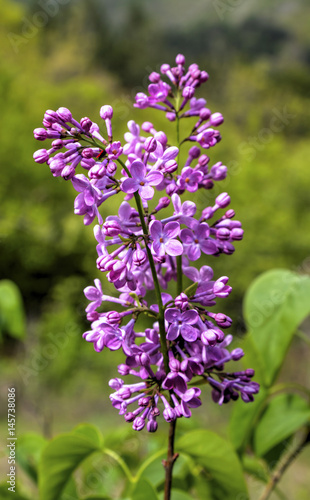 Wallpaper Mural Beautiful Lilac flowers closeup Torontodigital.ca