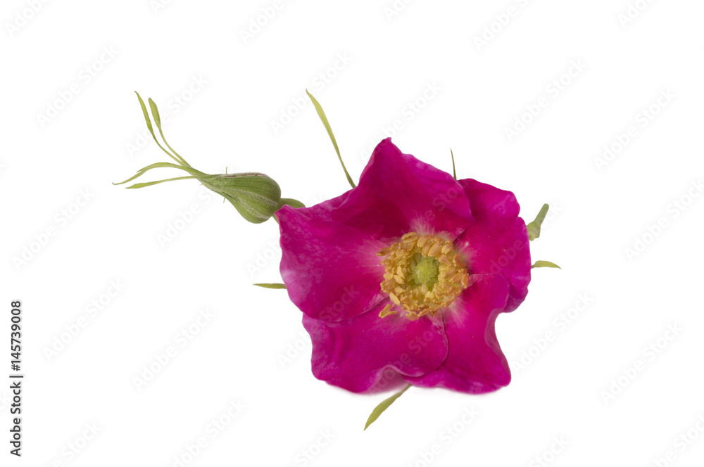 Pink wild rose isolated on a white background. Flowers of rose hips