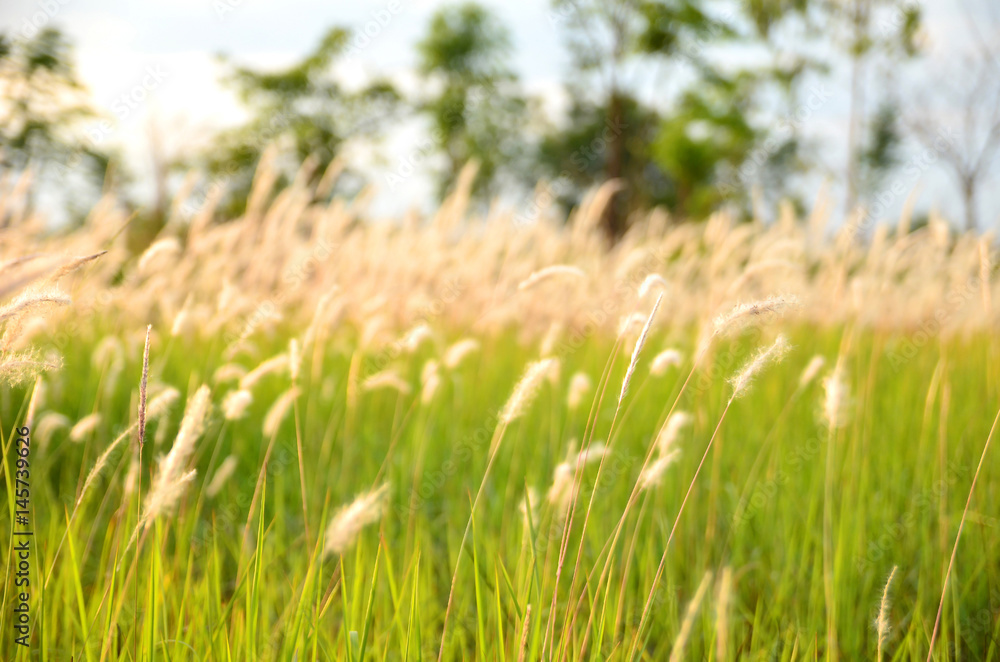 Meadow with light sunset.