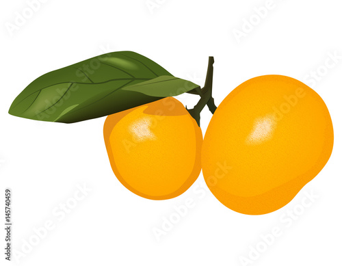Two realistic vector mandarins on a branch with leaves