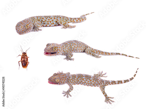 gecko isolated on white background.