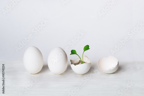 eggs and green sprout. the concept of the birth of a new life. ecological concept.
