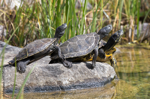 Sumpfschildkröten sonnen sich auf Stein
