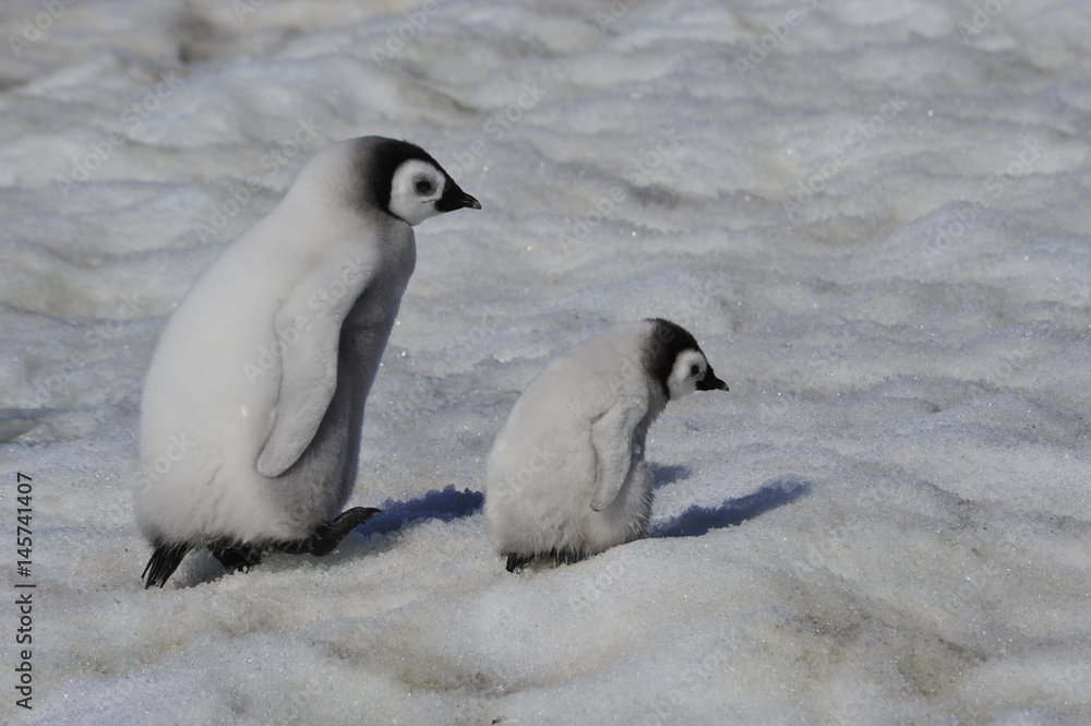 Fototapeta premium Emperor Penguin chicks in Antarctica