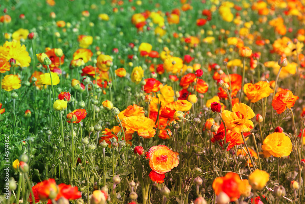 field of beautiful spring flowers