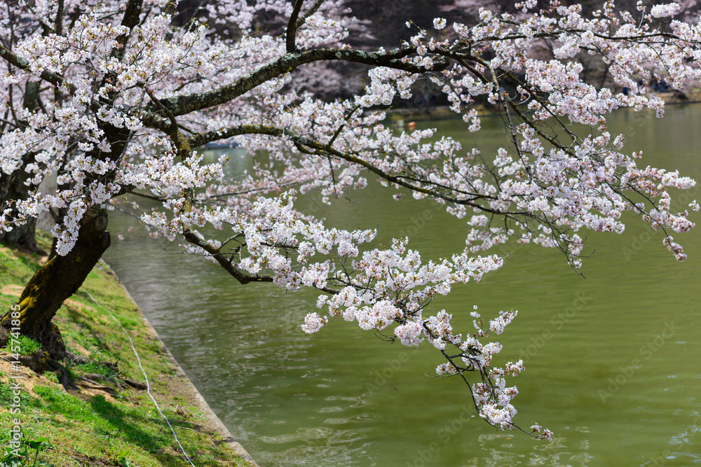 長野 須坂 臥竜公園の桜 長野 須坂 臥竜公園の桜