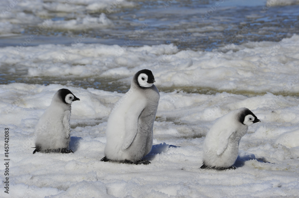 Fototapeta premium Emperor Penguin chicks in Antarctica