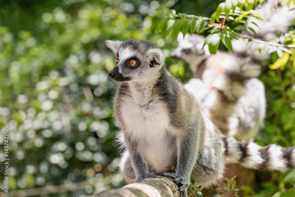 Fototapeta premium Close up of a ring-tailed lemur, portrait of Lemur.
