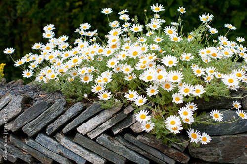 Close up image of Anthemis punctata cupaniana growing on a herringbone pattern slate wall. photo