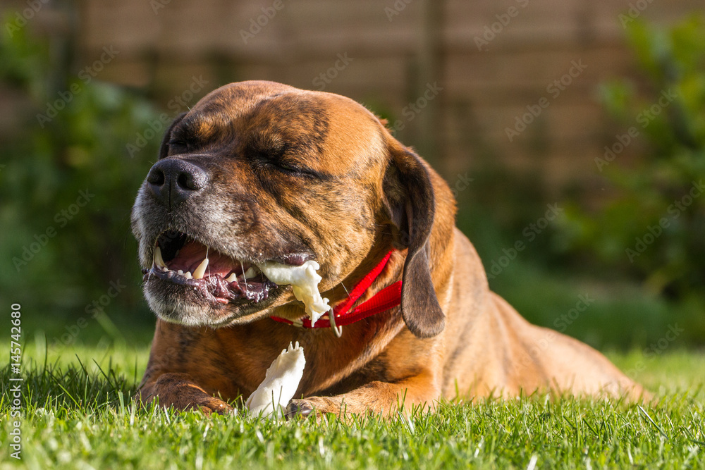 Cute Pet Dog Chewing on treat with teeth and slobber