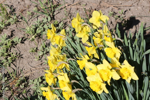 Fototapeta Naklejka Na Ścianę i Meble -  Yellow daffodil flowers (narcissus) in a small garden in early spring.  