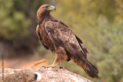 Young male of golden eagle