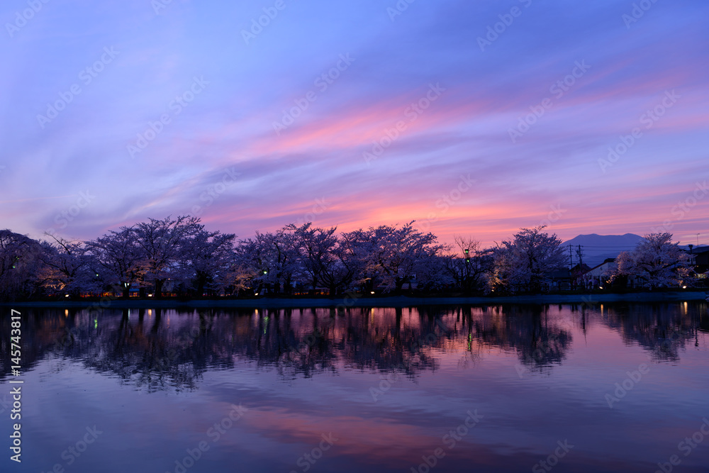 長野　須坂　臥竜公園の桜と夕焼け