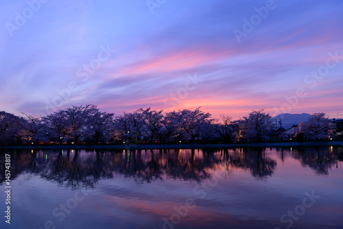 長野 須坂 臥竜公園の桜と夕焼け