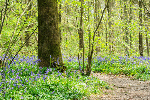 Fototapeta Naklejka Na Ścianę i Meble -  Footpath in Abbot's Wood in East Sussex, England, view of blossoming bluebells