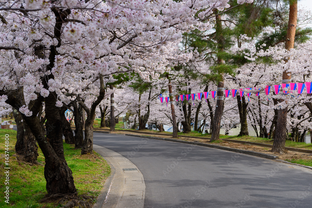 Naklejka premium 長野 松本城山公園の桜
