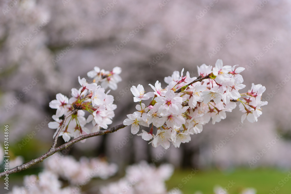 満開の桜