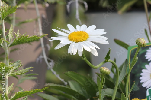 Shasta daisy growing in a small flower Garden.