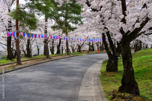長野 松本城山公園の桜