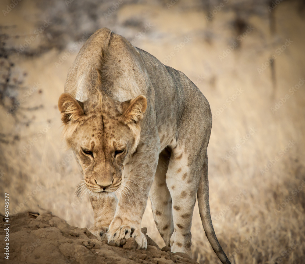Fototapeta premium Young Lion Stalking, Kenya