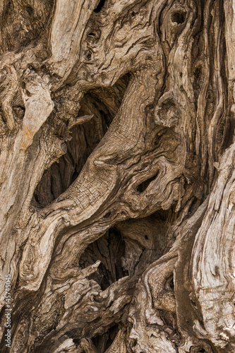 Old olive tree bark