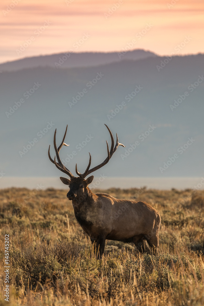 Fototapeta premium Bull Elk in the Fall Rut