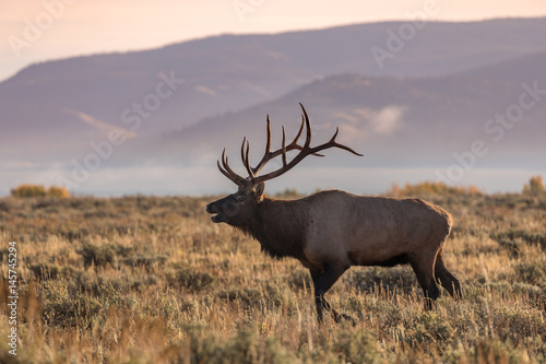 Bull Elk in the Fall Rut