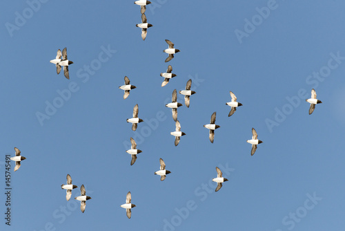 Obraz na płótnie Mergule nain,.Alle alle, Little Auk