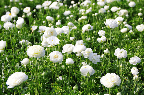 Image of beautiful white spring flowers