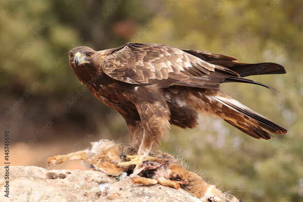 Fototapeta premium Young male of golden eagle