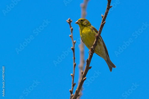 verzellino (Serinus serinus) - ritratto su sfondo cielo photo