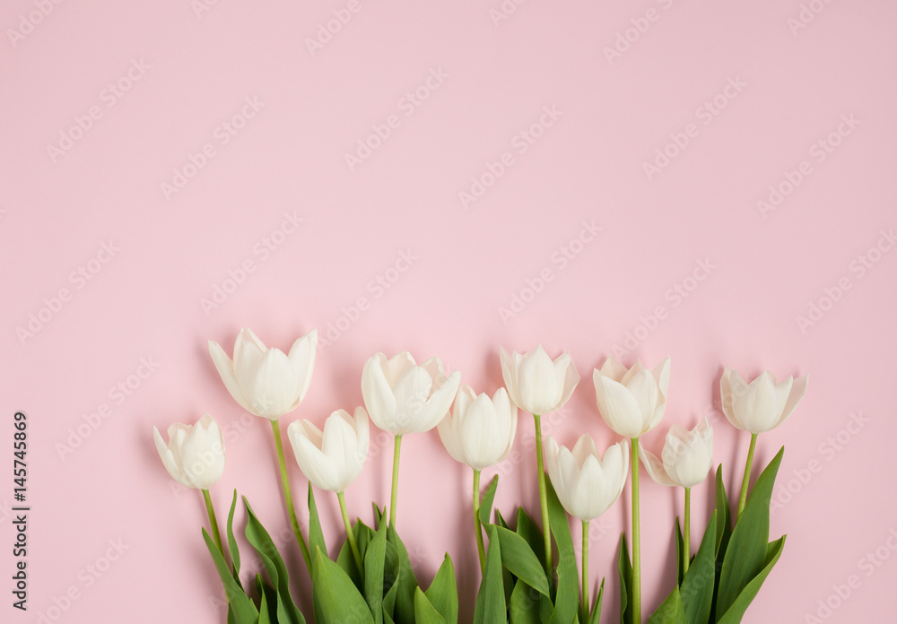 Fresh white tulips on pink surface